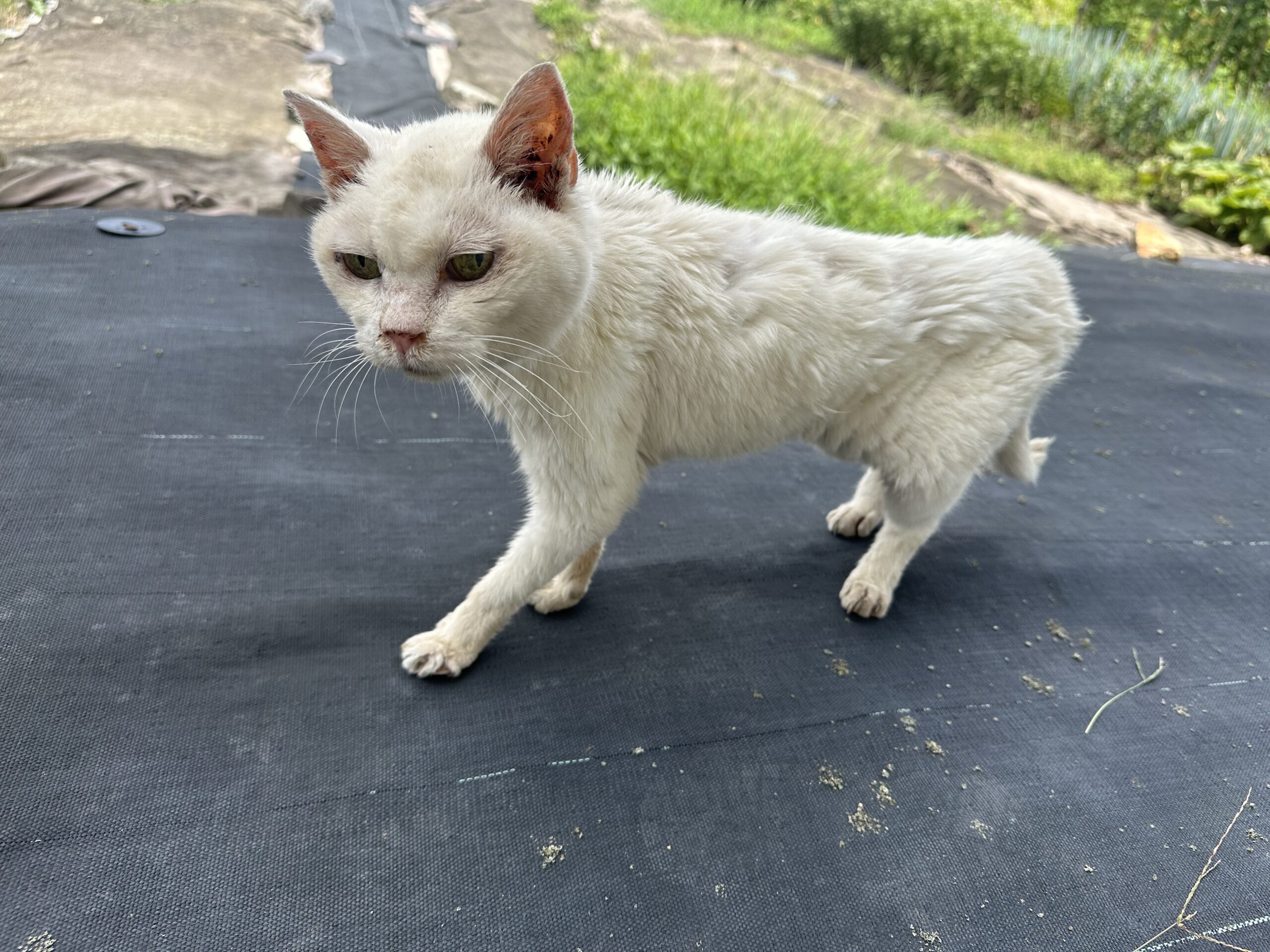 HC26334（越前市）　衰弱猫を収容中