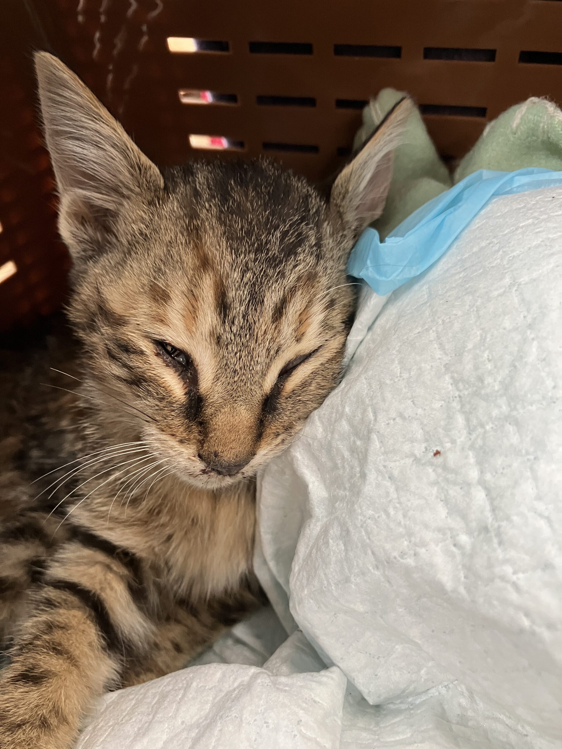 HC26463（鯖江市）　交通事故に遭った子猫を保護しています！