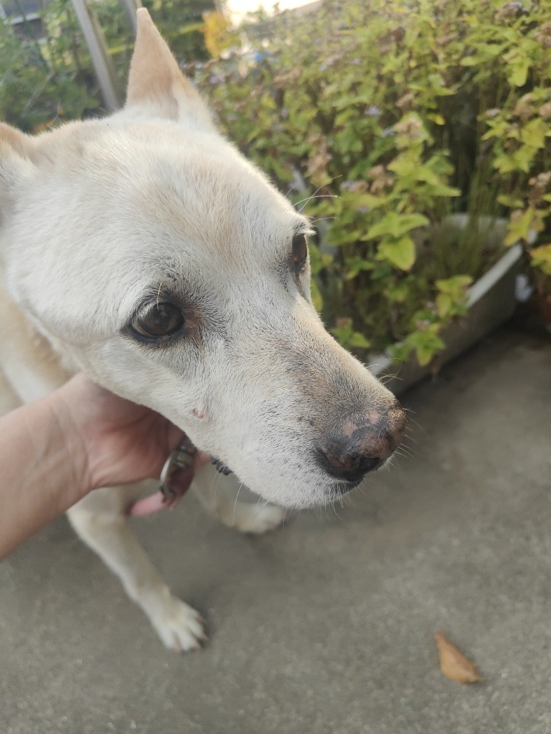 HD26455（あわら市）赤い首輪を付けた白い犬を保護しています！