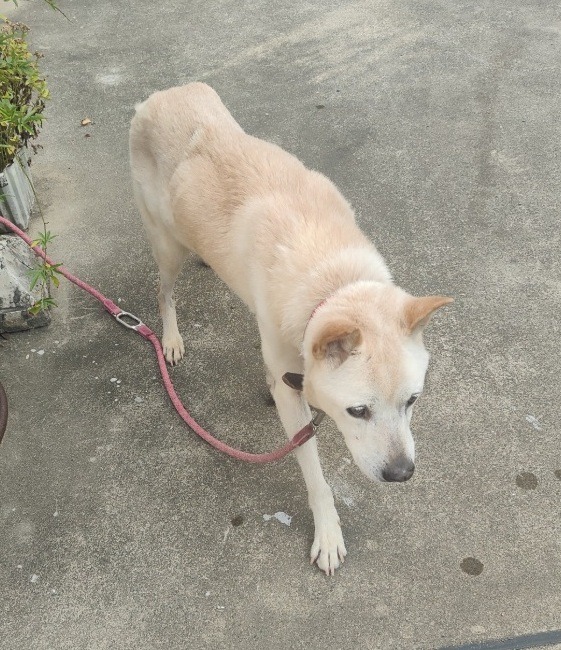 HD26455（あわら市）赤い首輪を付けた白い犬を保護しています！