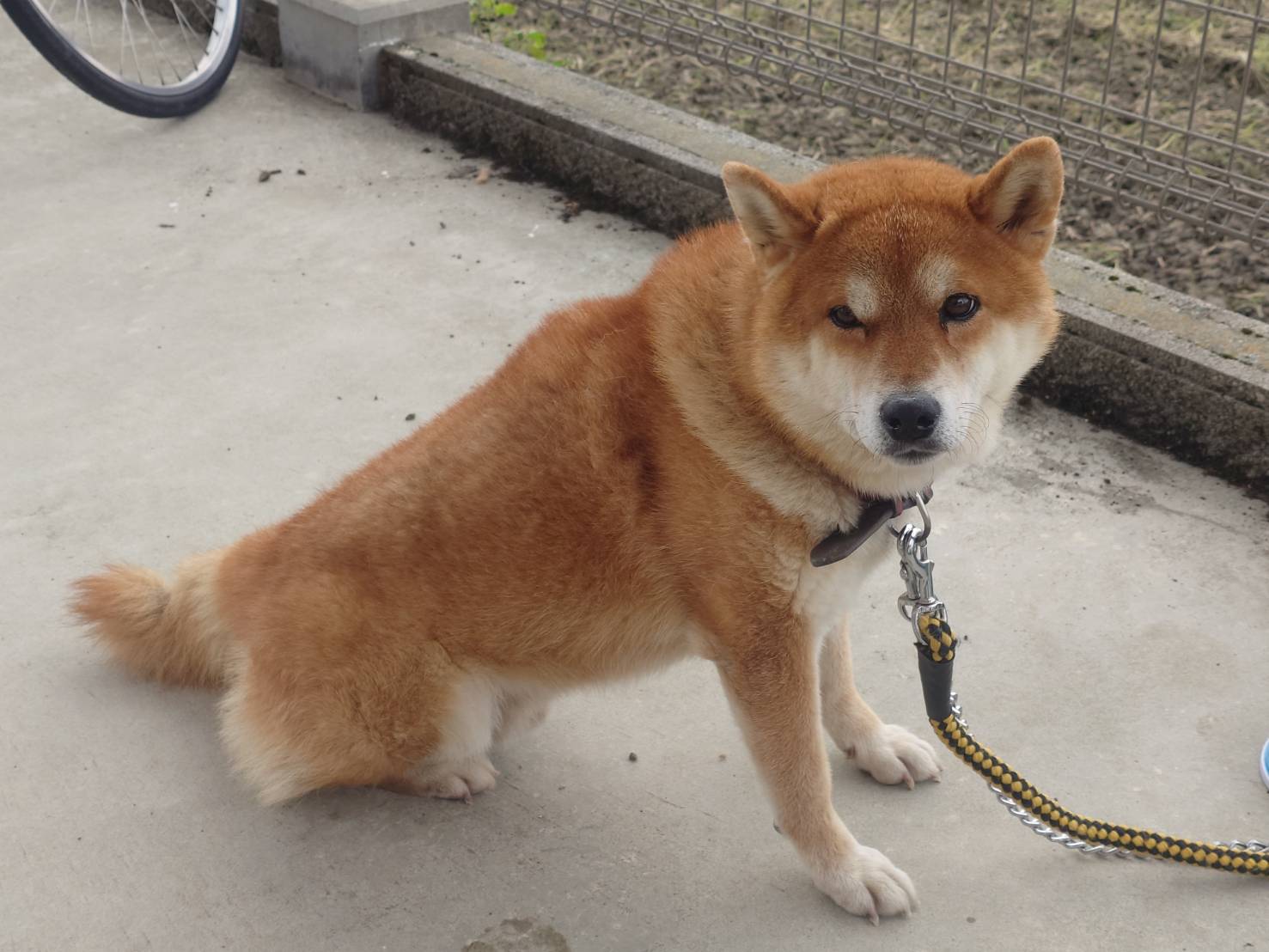 SD26467（小浜市）　赤い首輪の柴風の犬を保護しています！