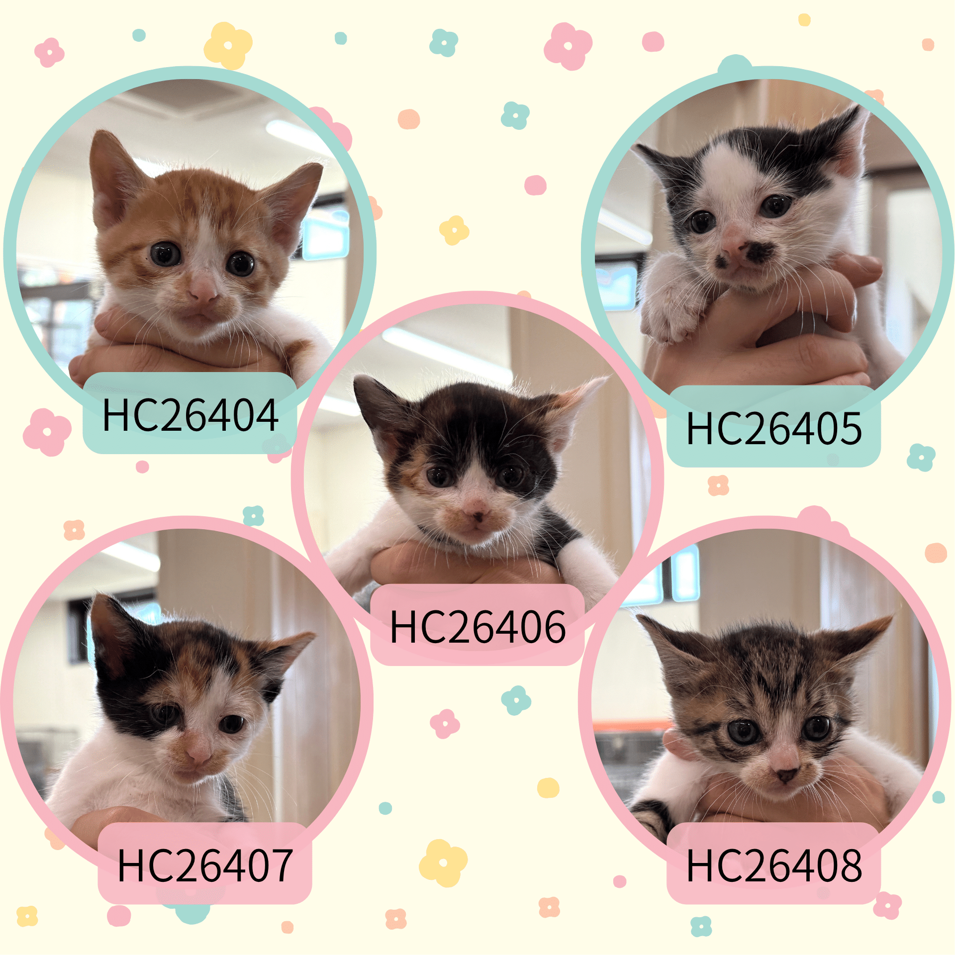 HC26404～408(大味5 5兄妹)★