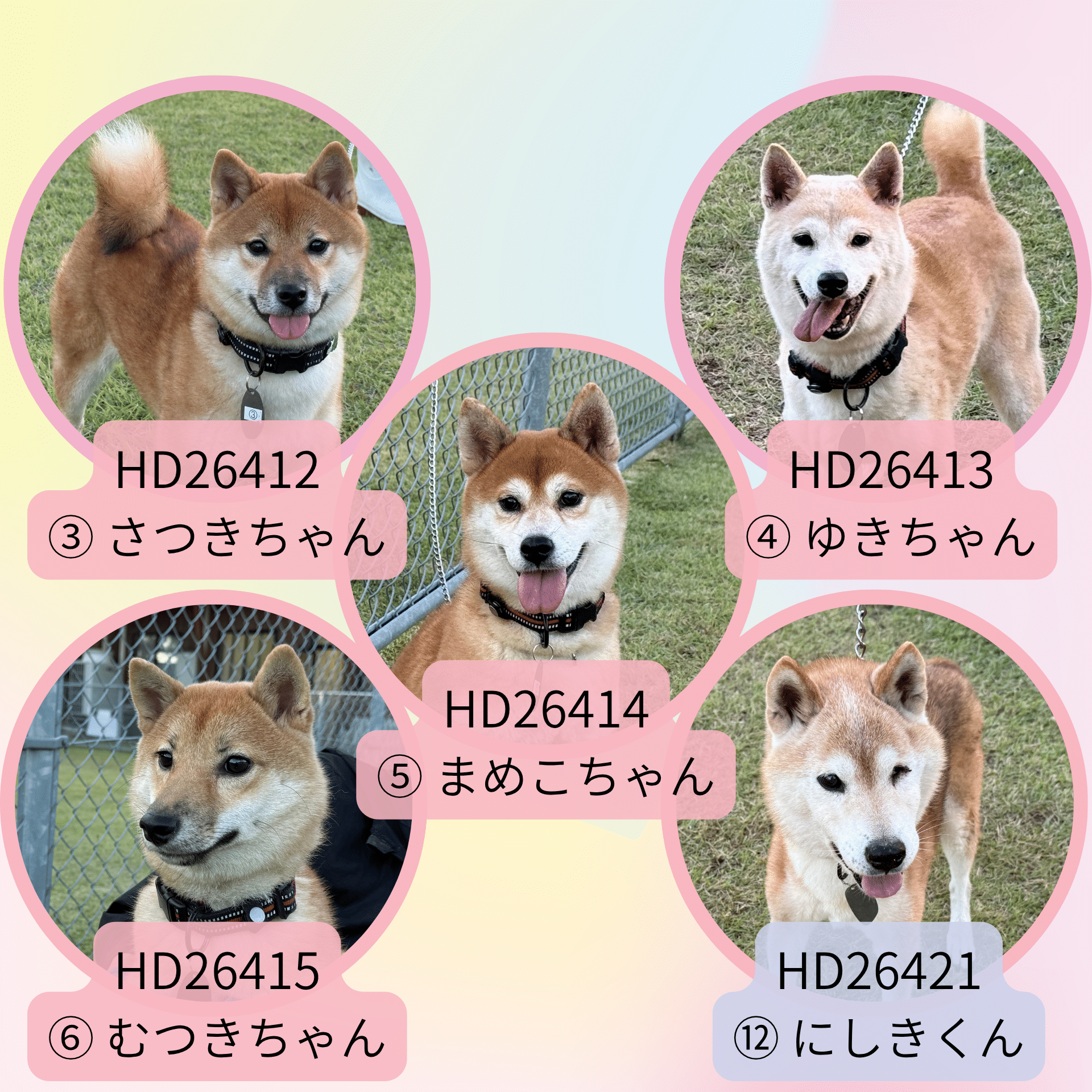 HD26412~415.421(本所 柴)