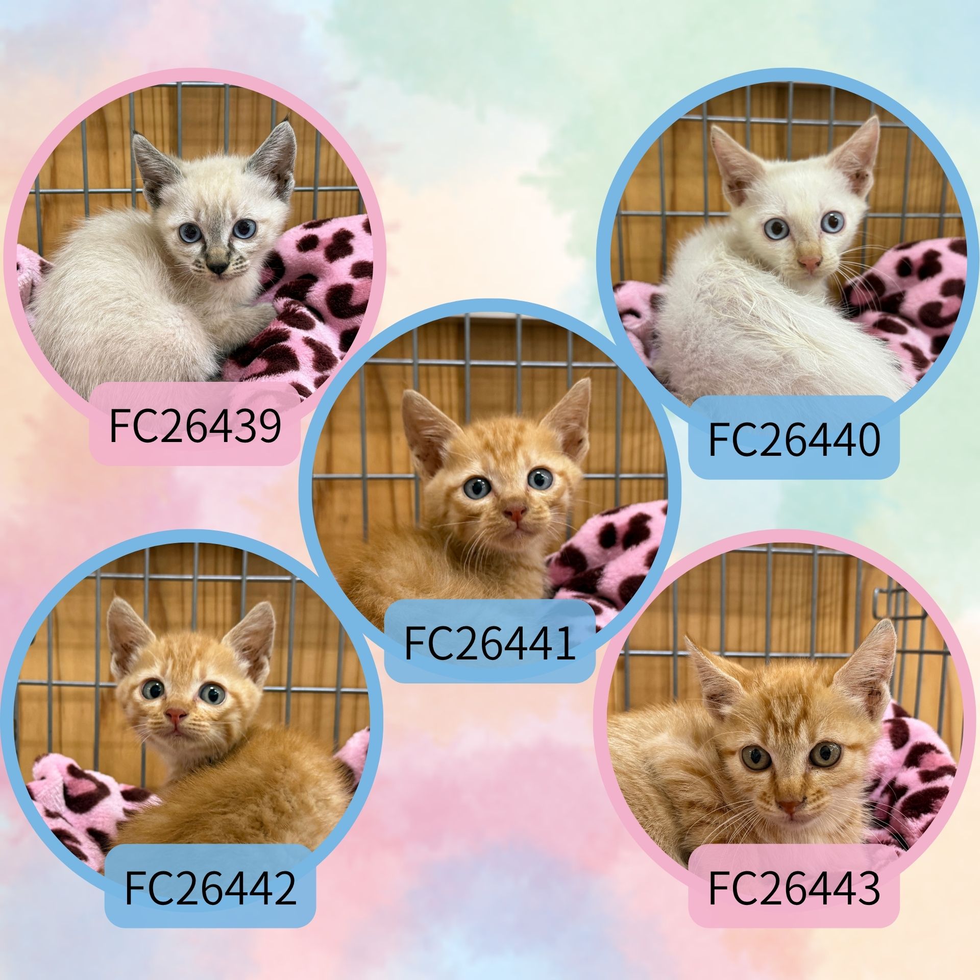 FC26439～FC26443(深見)