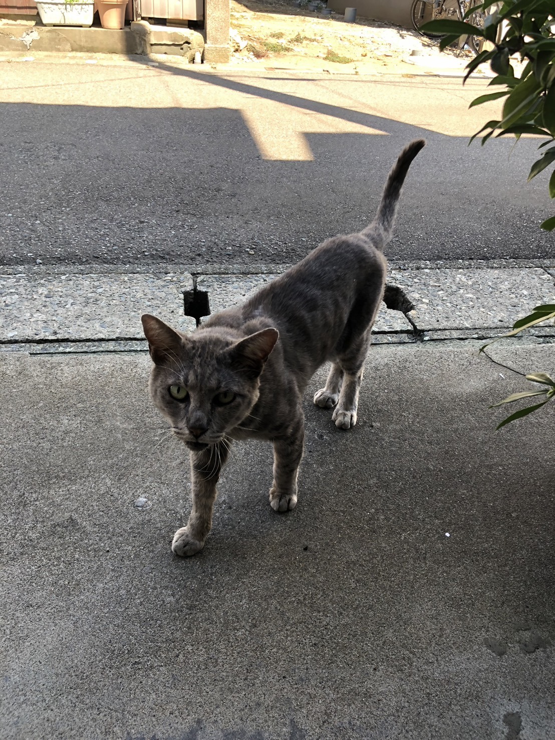 No.8S-10-1　成猫を保護しています。（坂井市）