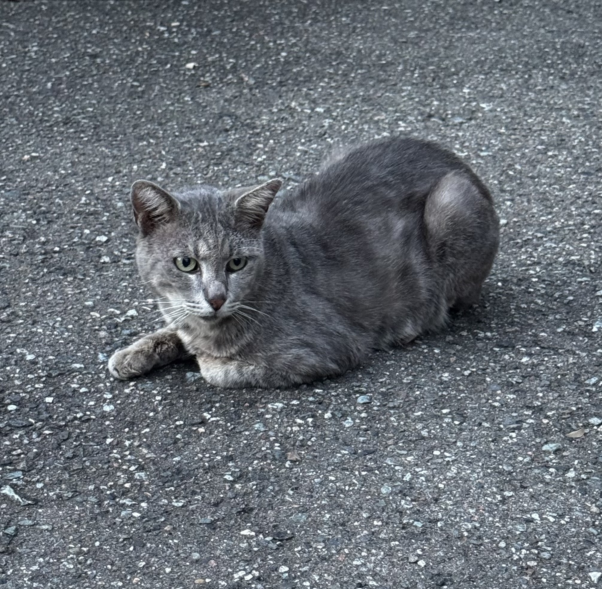 No.8S-10-1　成猫を保護しています。（坂井市）