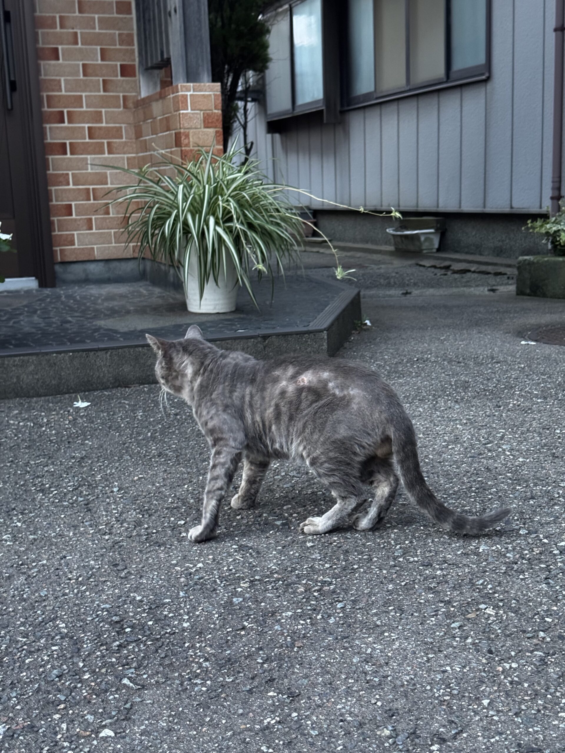 No.8S-10-1　成猫を保護しています。（坂井市）